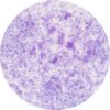 575N NUVO Mica Mist Violet Lustre spray glimmer perlemor effekt