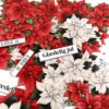 1975 Dan Cuts Poinsettia Julestjerne blomster tekster glædelig jul